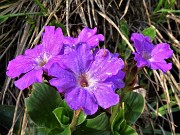 20 Primula glaucescens (Primula di Lombardia)